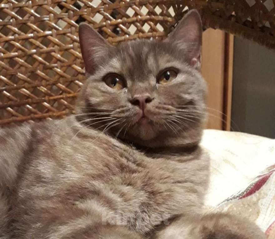 Кошки в Всеволожске: Милый британский котёнок Мальчик, 18 000 руб. - фото 3