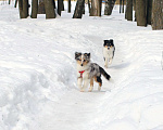 Собаки в Рязани: Подрощеные щенки шелти. Мальчик, 50 000 руб. - фото 5