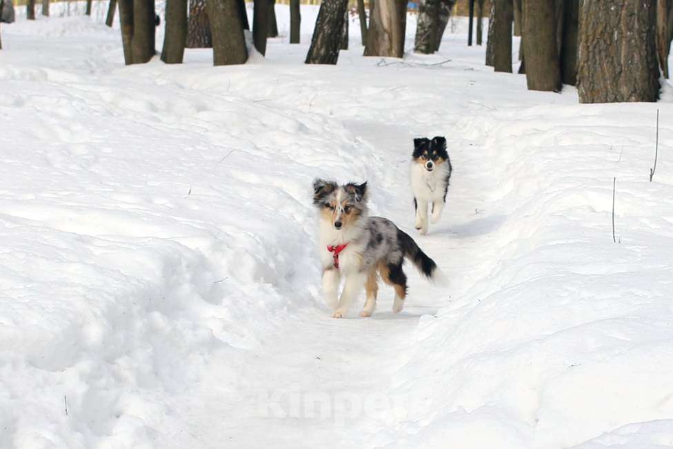 Собаки в Рязани: Подрощеные щенки шелти. Мальчик, 50 000 руб. - фото 5
