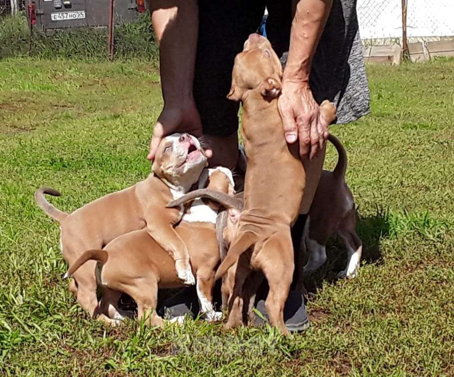 Собаки в Новосибирске: Щенок Американского булли пацан красный  Мальчик, 50 000 руб. - фото 2