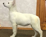 Собаки в Симферополе: Белая швейцарская овчарка (щенки) Девочка, 25 000 руб. - фото 2