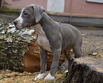 Собаки в Рыбинске: Девочка голубая стафф Девочка, 55 000 руб. - фото 2