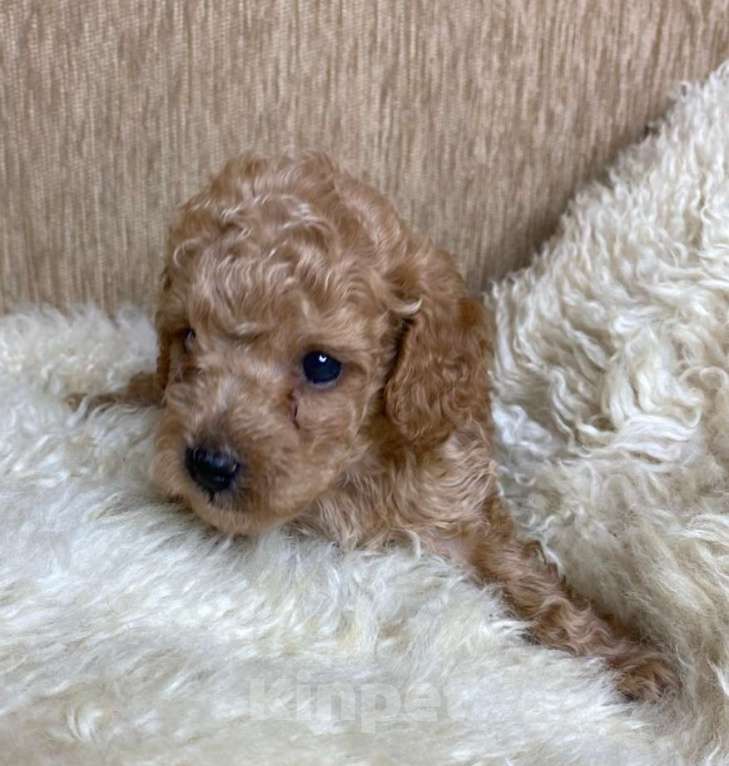 Собаки в Москве: Пудель той/миниатюрный РКФ Мальчик, 80 000 руб. - фото 3