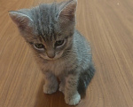 Кошки в Домодедово: Кошки Мальчик, Бесплатно - фото 1