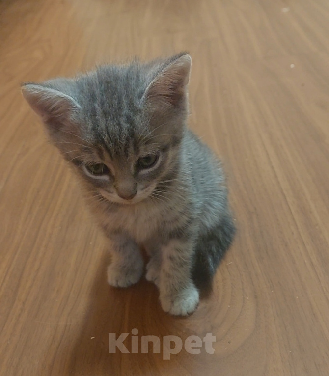 Кошки в Домодедово: Кошки Мальчик, Бесплатно - фото 1