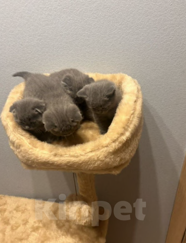 Кошки в Екатеринбурге: Котята Мальчик, 25 000 руб. - фото 8