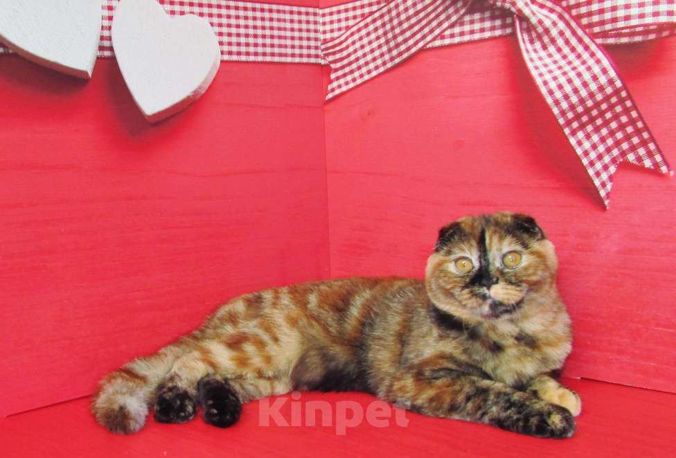 Кошки в Санкт-Петербурге: шотландская кошечка в разведение или в любимцы Девочка, Бесплатно - фото 3