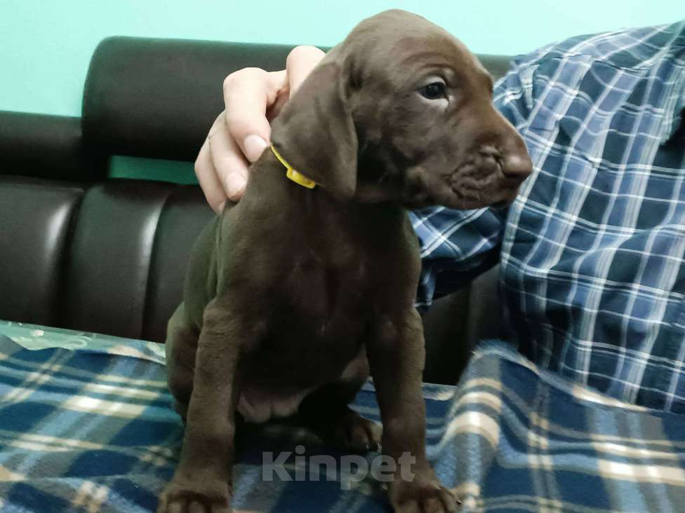 Собаки в Кореновске: Щенки породы курцхаар IZ DIZERLAND Девочка, 95 000 руб. - фото 2