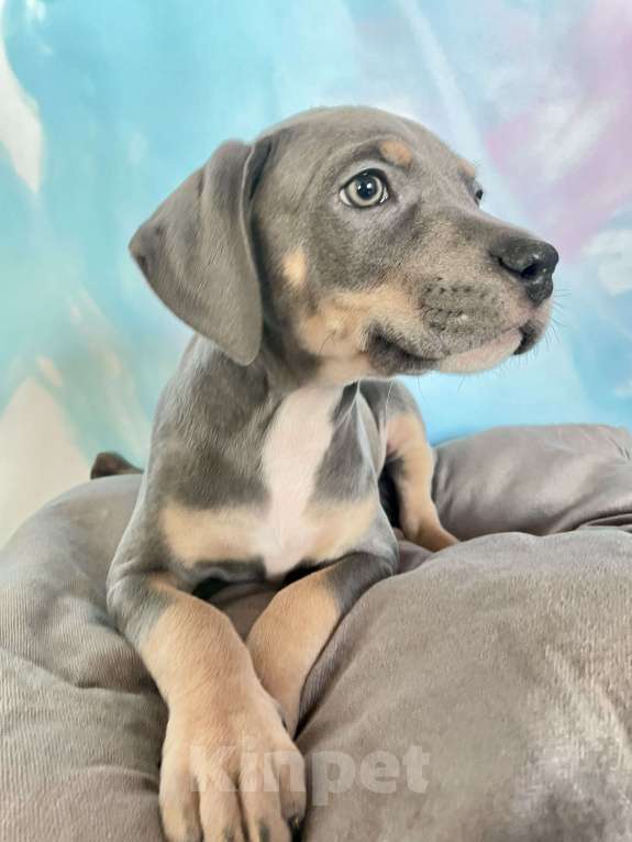 Собаки в других городах Ленинградской области: Щенки породы Прайтер - ваша новая любовь! Разнополые, 120 000 руб. - фото 4