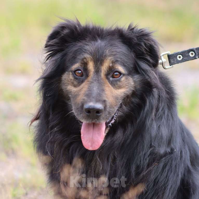 Собаки в Москве: Красивый пушистый мини тибетский мастифф Мальчик, Бесплатно - фото 3