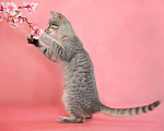 Кошки в Новосиле: Котенок в добрые руки!, 199 руб. - фото 2