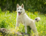 Собаки в Москве: Маленький волчонок Север ищет дом Мальчик, Бесплатно - фото 1