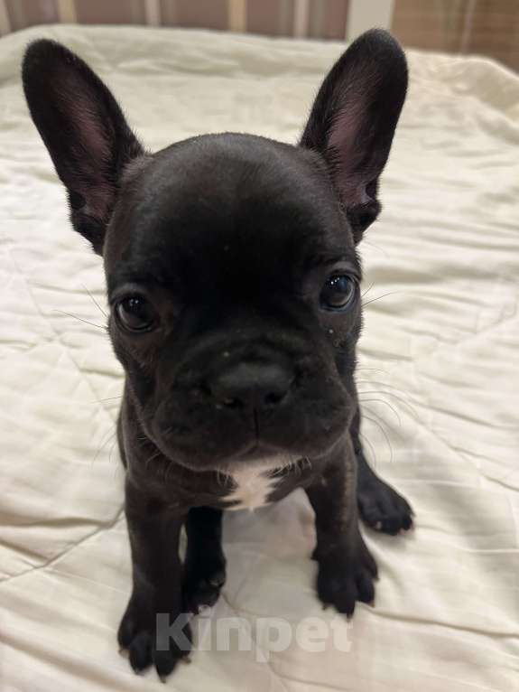 Собаки в Екатеринбурге: Французский бульдог  Девочка, 18 000 руб. - фото 2