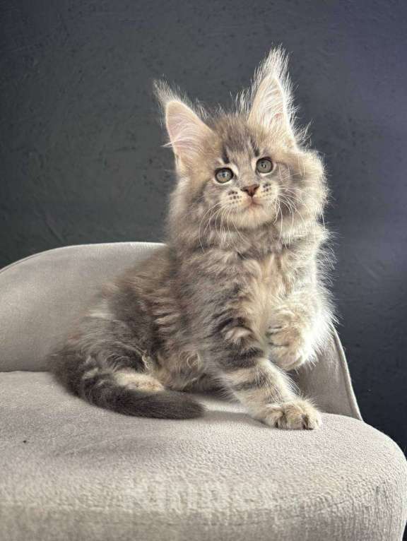 Кошки в Санкт-Петербурге: Мальчик голубой серебряный  Мальчик, 50 000 руб. - фото 2