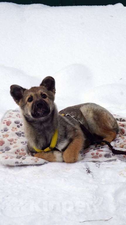 Собаки в Ногинске: Малышка Манго ждет свою семью в приюте Девочка, Бесплатно - фото 3