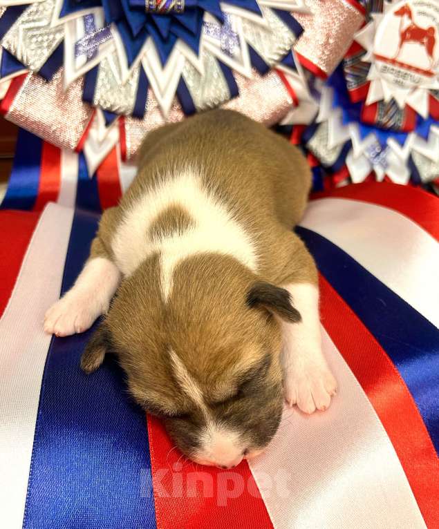 Собаки в Курске: Девочка басенджи  Девочка, 70 000 руб. - фото 7