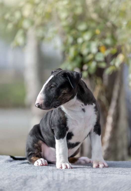 Собаки в Москве: Очень перспективные щенки стандартного бультерьера от здоровой и красивой пары чемпионов Мальчик, 90 000 руб. - фото 5