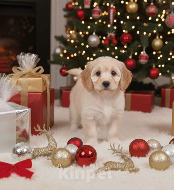 Собаки в Москве: Элитный кавапу мини, мальчик | кремовый окрас | выразительные тёмные глаза Мальчик, 90 000 руб. - фото 1