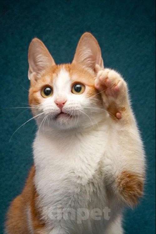 Кошки в Москве: Персиковое чудо Китти, милый, нежный котенок в добрые руки Девочка, 10 руб. - фото 10