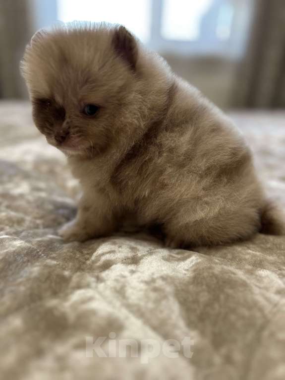 Собаки в Киселевске: Шпиц  Мальчик, Бесплатно - фото 3