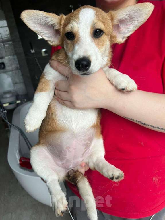 Собаки в Москве: Щенки метисы вельш корги и джек-рассел-терьера Девочка, 1 руб. - фото 5