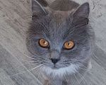 Кошки в Химках: Кошка с янтарными глазами Девочка, Бесплатно - фото 1