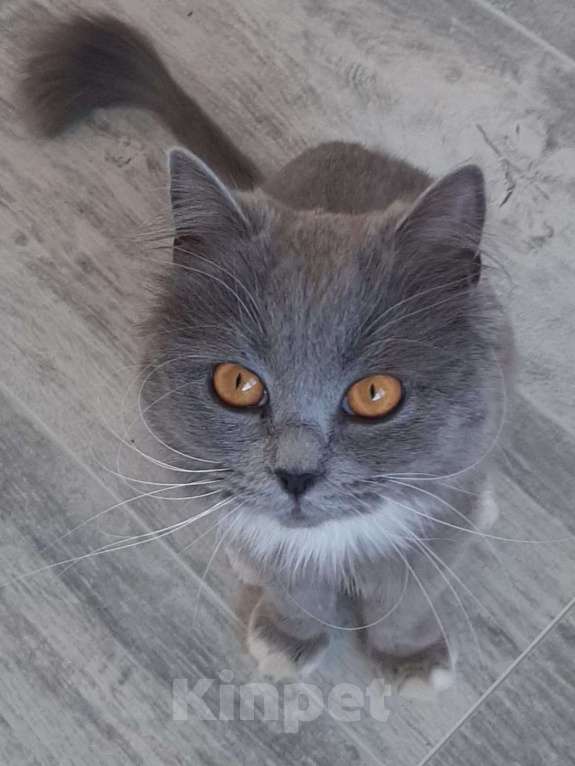 Кошки в Химках: Кошка с янтарными глазами Девочка, Бесплатно - фото 1