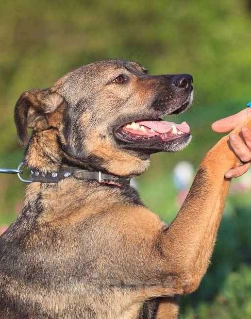 Собаки в Москве: Куша. Ей очень нужен дом Девочка, Бесплатно - фото 3