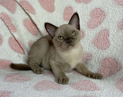 Шоколадная бурманская девочка Bell