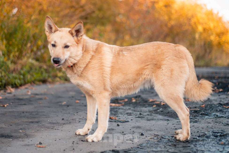 Собаки в Москве: Таша - смелая и нежная малышка из приюта в добрые руки Девочка, Бесплатно - фото 3