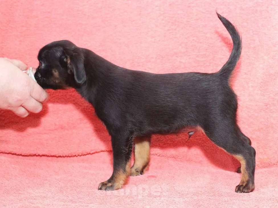 Собаки в Санкт-Петербурге: Шалунишка Мальчик, 80 000 руб. - фото 9