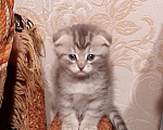 Кошки в Вологде: Котята  Мальчик, 5 000 руб. - фото 1