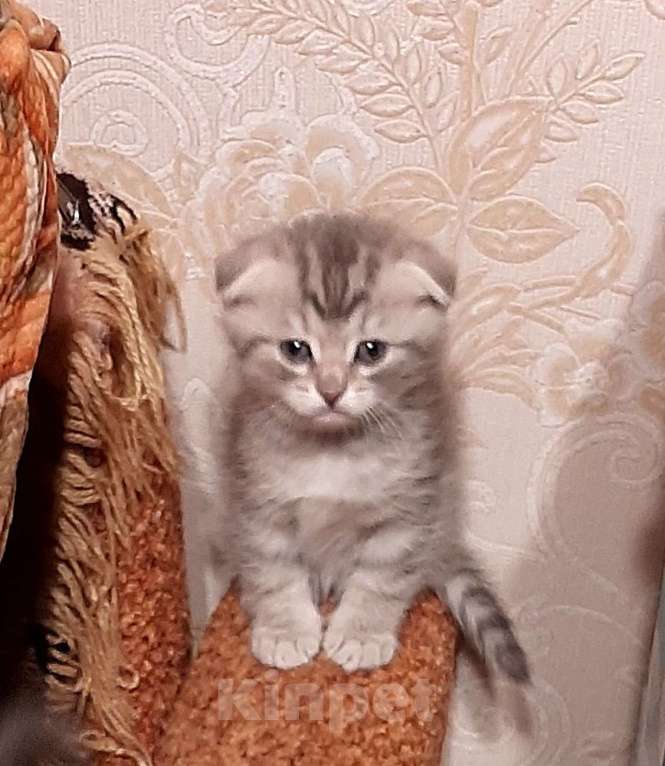 Кошки в Вологде: Котята  Мальчик, 5 000 руб. - фото 1