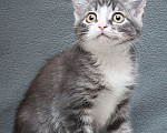 Кошки в Москве: Крохотная девчушка - котенок, 2 месяца Девочка, Бесплатно - фото 3