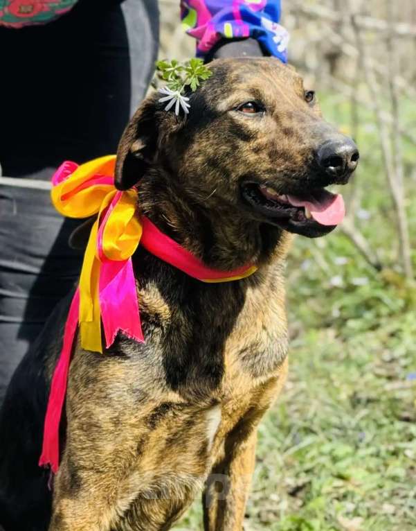 Собаки в других городах Краснодарского края: хочу домой Девочка, 10 руб. - фото 3