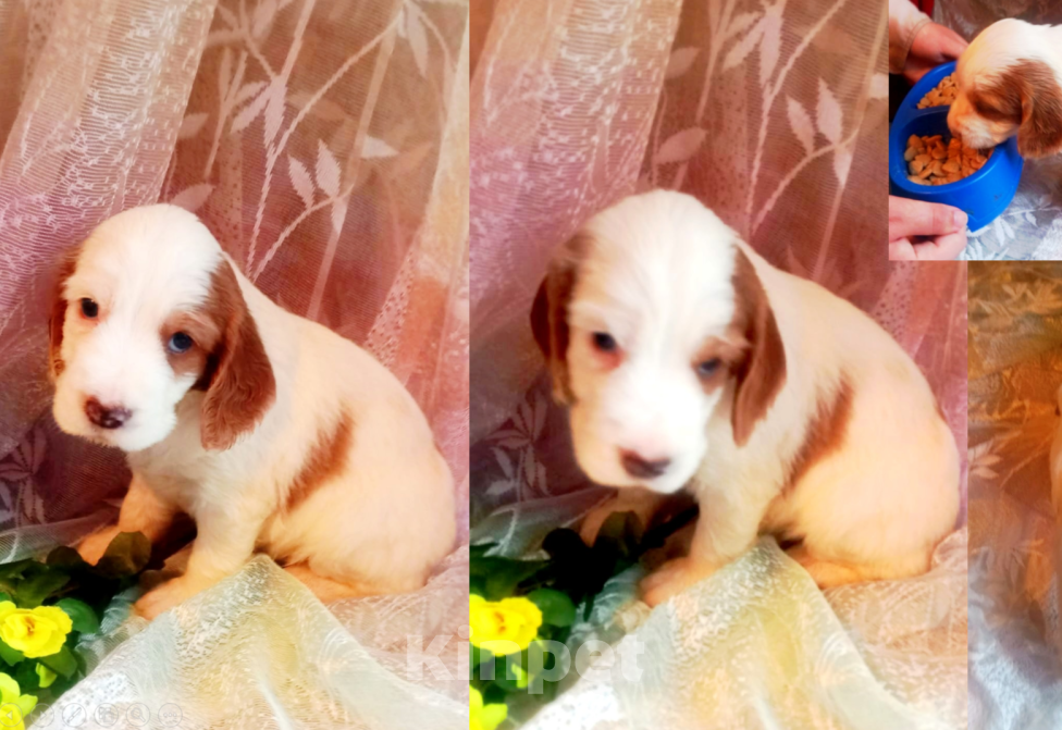 Собаки в Санкт-Петербурге: продается щенок русского охотничьего спаниеля Мальчик, 50 000 руб. - фото 1