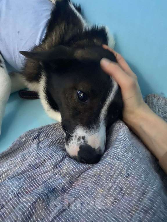 Собаки в Москве: Завтра будет поздно. Щенка увозят на выпуск на улицу Девочка, Бесплатно - фото 4