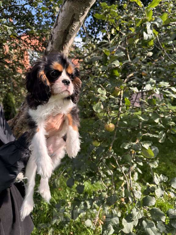 Собаки в Москве: Очаровательный триколорный мальчик кавалер кинг чарльз спаниеля  Мальчик, Бесплатно - фото 2