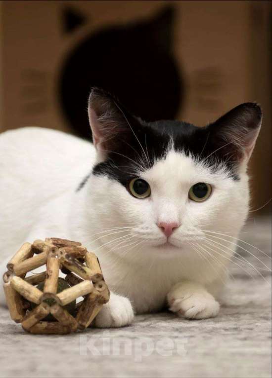 Кошки в Москве: Котик с сердечком 💗 Мальчик, 50 руб. - фото 4