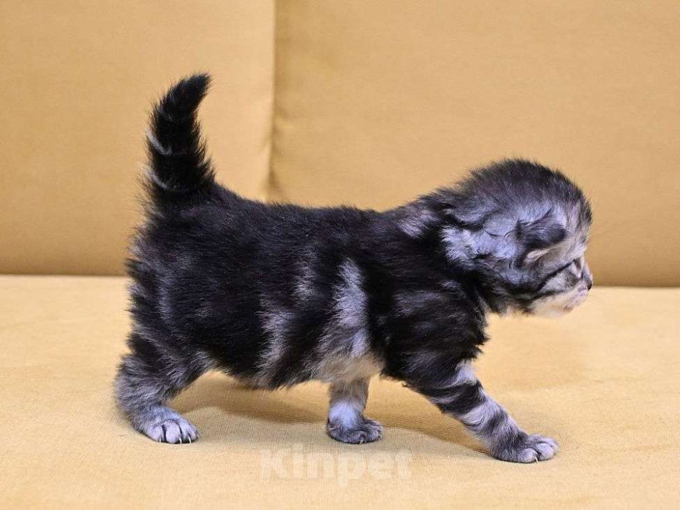 Кошки в Зеленограде: Сибирский котёнок  Девочка, 70 000 руб. - фото 5