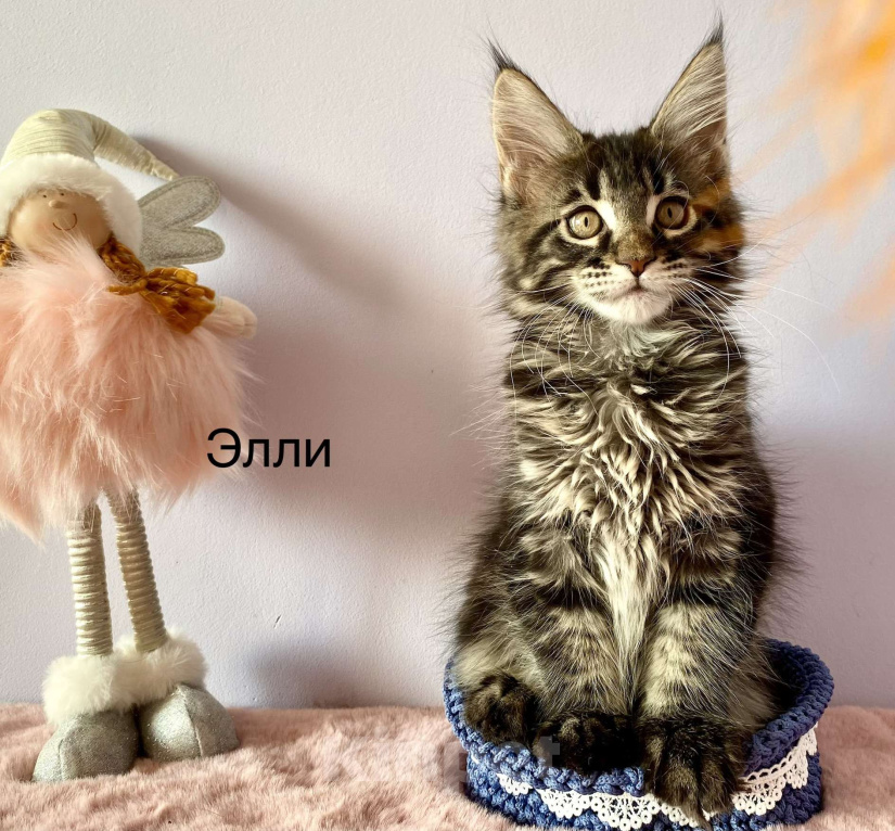 Кошки в Санкт-Петербурге: Котенок Мейн Кун девочка лесного окраса  Девочка, 45 000 руб. - фото 4