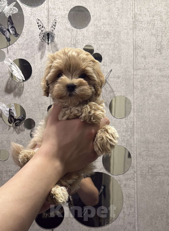 Собаки в Казани: Мальтипу F1  Девочка, Бесплатно - фото 1