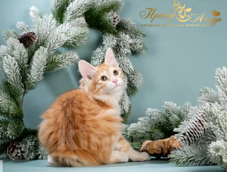 Кошки в Москве: Кошечка Маняша Девочка, Бесплатно - фото 5