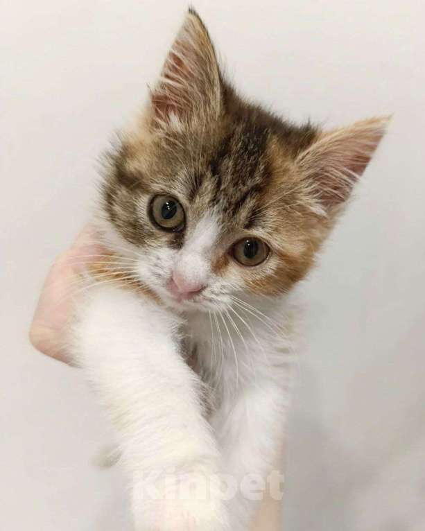 Кошки в Москве: Маленький котенок девочка в добрые руки  Девочка, Бесплатно - фото 1