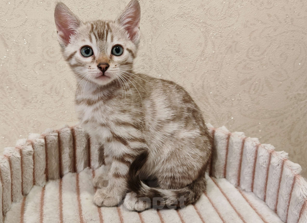 Кошки в Москве: Бенгальский котенок  Девочка, 25 000 руб. - фото 1