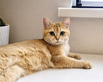 Кошки в Москве: 🌼 Злата — кошка, с которой дома становится теплее. Девочка, Бесплатно - фото 2