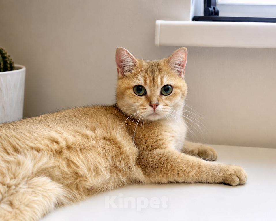Кошки в Москве: 🌼 Злата — кошка, с которой дома становится теплее. Девочка, Бесплатно - фото 2