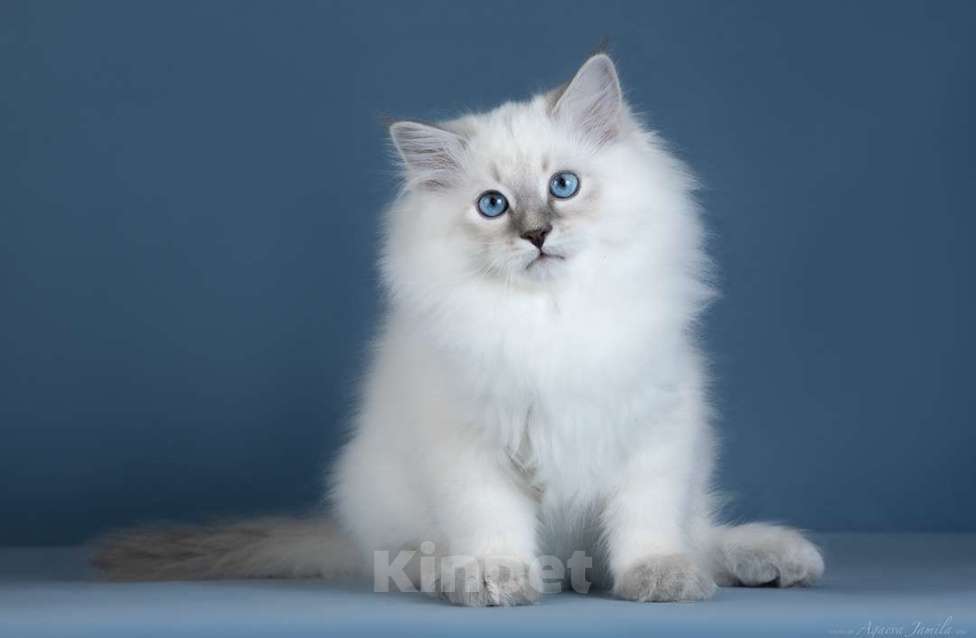 Кошки в Москве: Невский котенок Мальчик, Бесплатно - фото 2