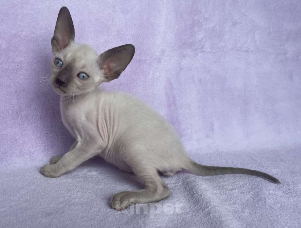 Кошки в Балашихе: Котик шоколадный пойнтовый из московского питомника  Мальчик, 70 000 руб. - фото 3