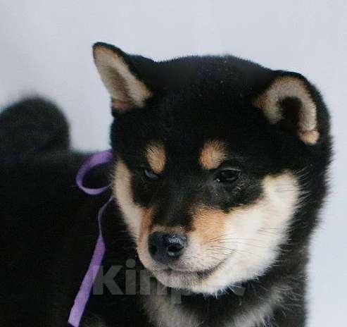 Собаки в других городах Тверской области: Ёкен Мальчик, 60 000 руб. - фото 1